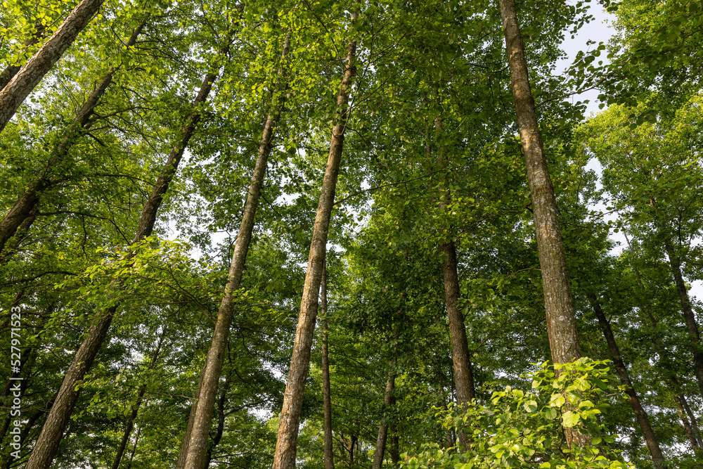 trees with green foliage in a mixed forest trees with green foliage in a mixed forest