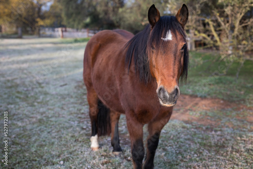 Beautiful horse