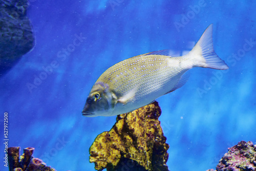 Kyphozu sea chub in blue water among reef rocks