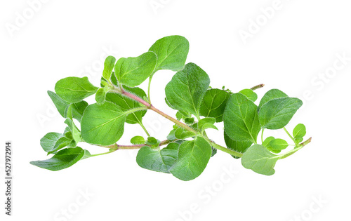 Fresh oregano herb on ransparent png photo