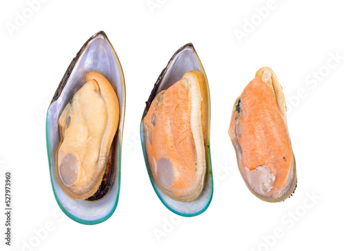 Mussel on ransparent png
