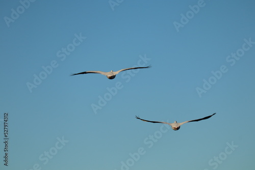 closeup of pelicans flying in the sky