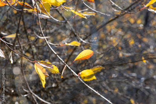 Orange leaves in autumn against a blurred background