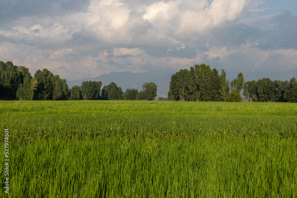 Beautiful scenery view of rice fields in the swat valley, Pakistan