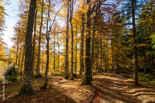 Beautiful autumn forest in the morning  sun rays on the ground