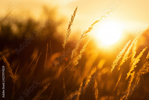 Steppe grass at sunset against a bright sky