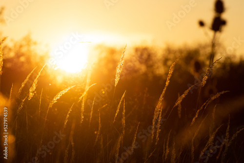 Steppe grass at sunset against a bright sky