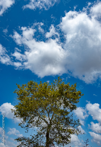 blue sky with plane tree and white clouds in background