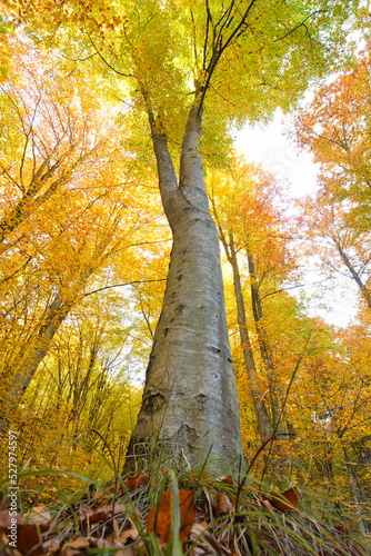 Vertical photo of an old tree in autumn