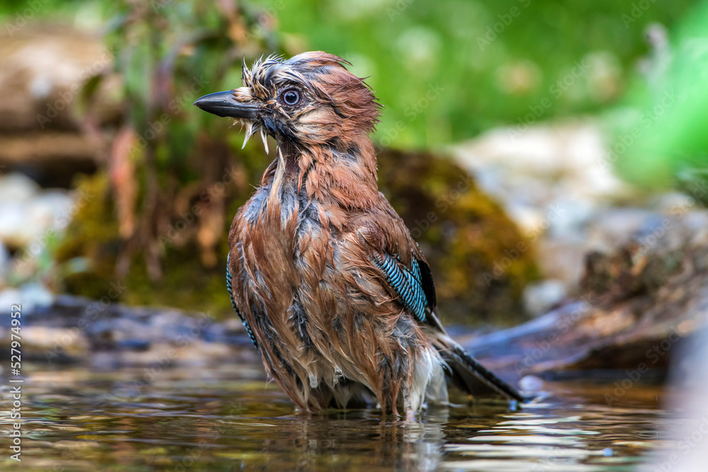 Fototapeta premium Eichelhäher (Garrulus glandarius)