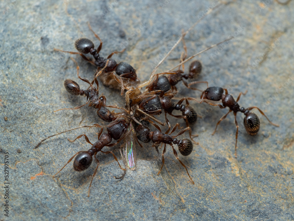 P8241868 Pavement ants, Tetramorium immigrans, feeding on a mosquito, Aedes, cECP 2022