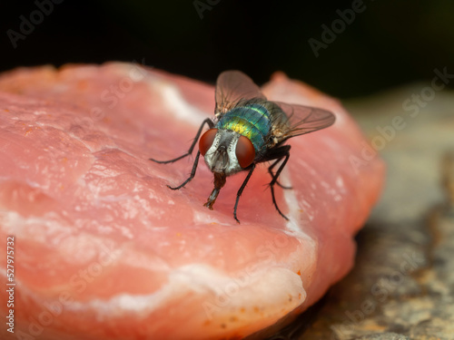 P8241731 front view of a greenbottle fly (Lucilia sericata) feeding on raw meat, cECP 2022 photo