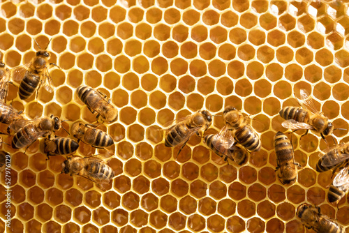 Bees on honeycombs with honey close-up © malshak_off
