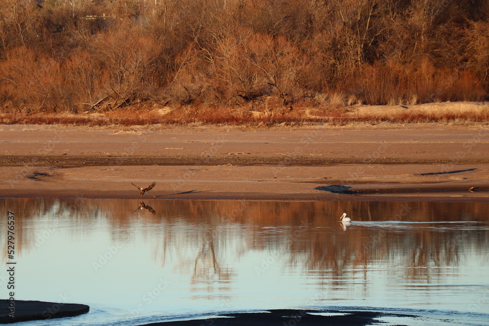 bald eagle and pelican in the river with tree reflections