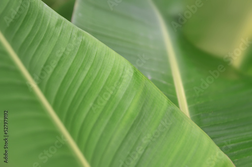 Close-up of nature green background with banana leaves, leaf pattern and details visible.
