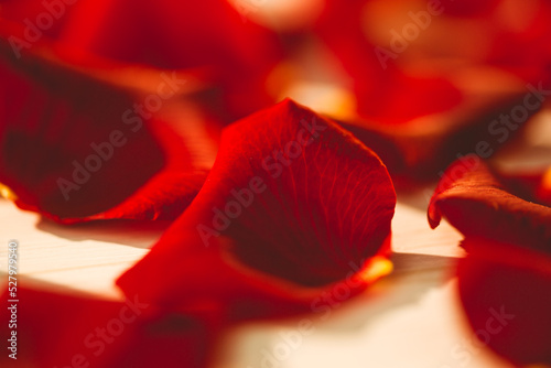 Fototapeta Naklejka Na Ścianę i Meble -  Scattered rose petals