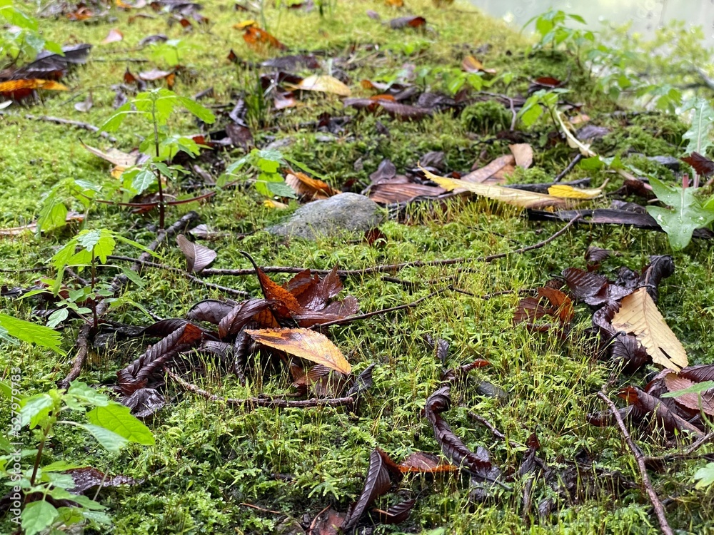 Obraz premium mushrooms in the forest