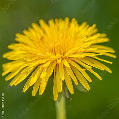 close up of dandelion