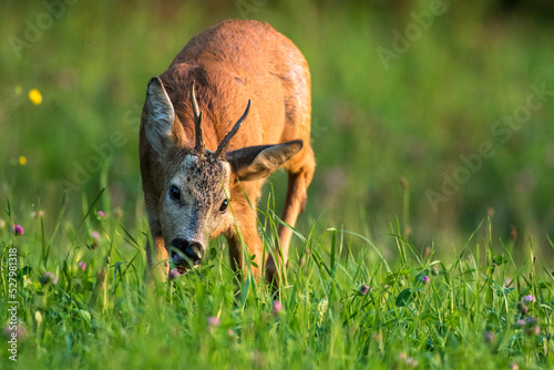 Rehbock (Capreolus capreolus) photo