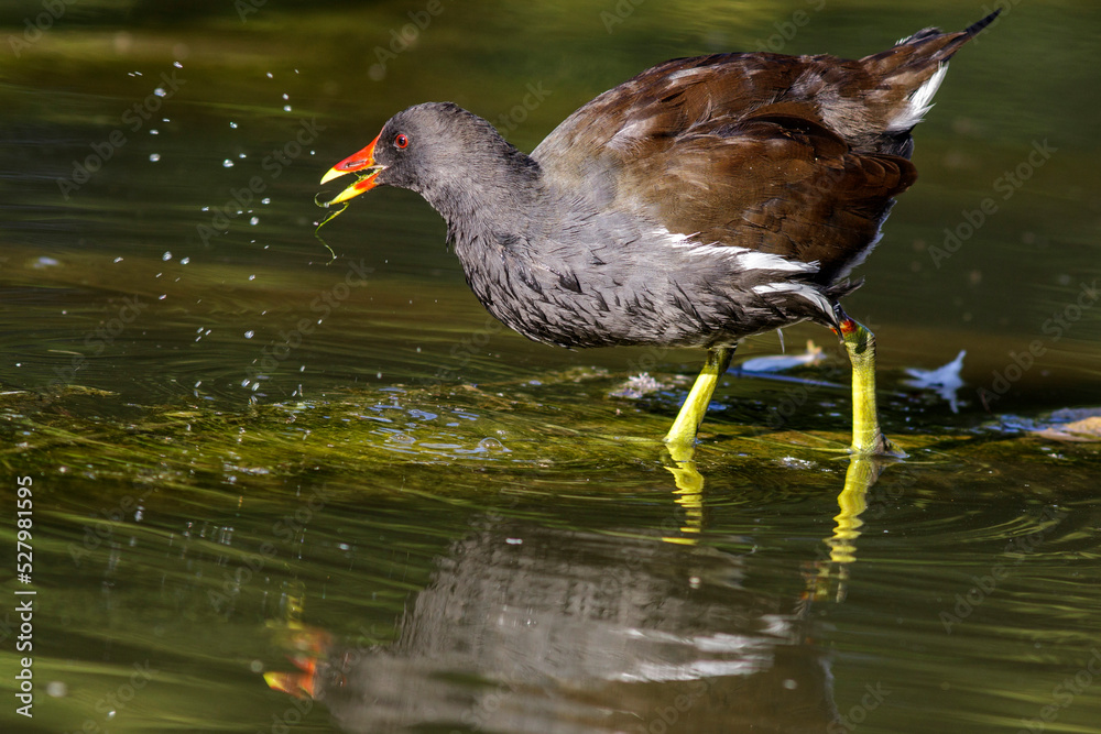 Teichhuhn (Gallinula chloropus)