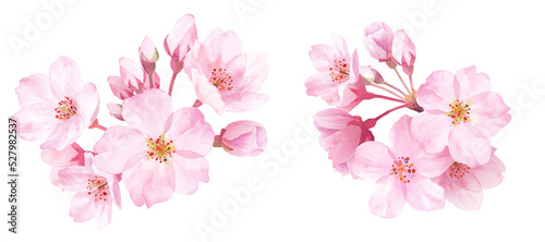 春の花：桜のクローズアップ2種。水彩イラスト。装飾。 （透過背景）