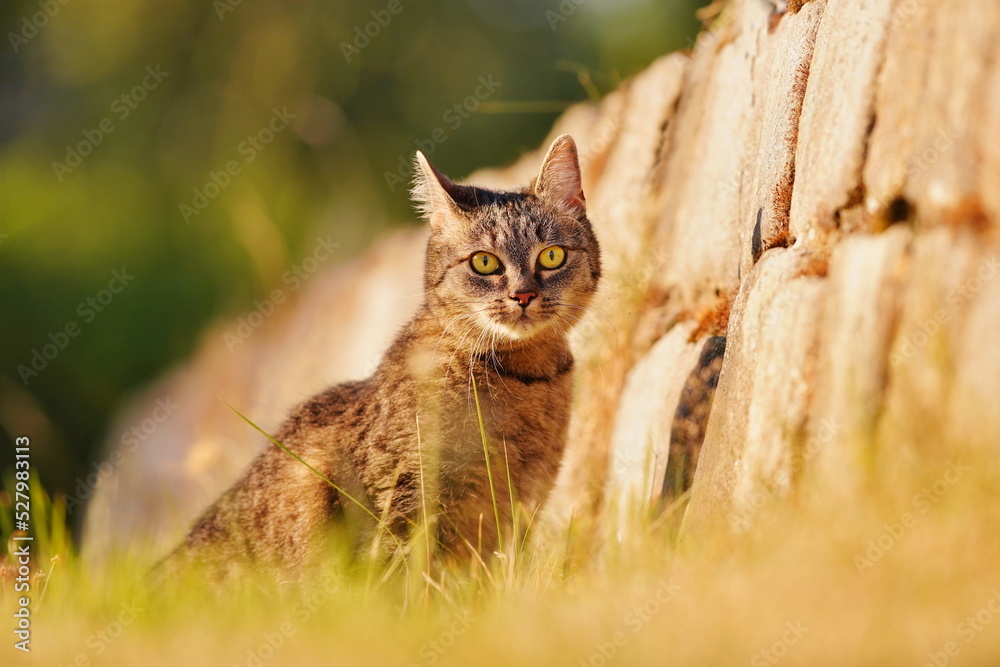 Obraz premium portrait of a beautiful tabby cat in the evening light