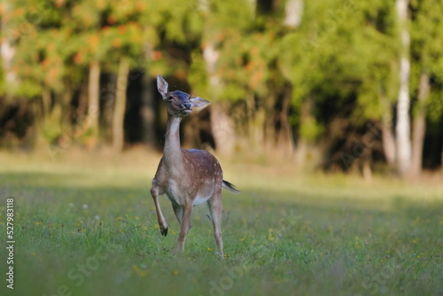 A fallow deer female standing on the meadow. Wildlife scene with a deer. Dama dama. 