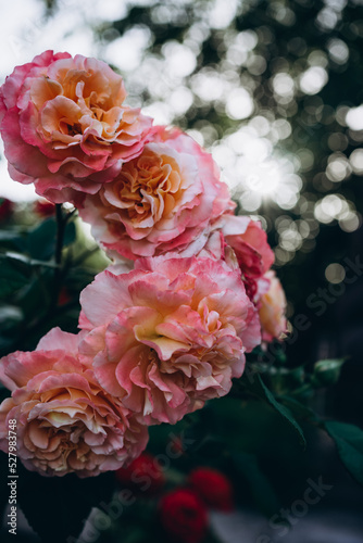 pink peach roses in garden in morning. selective focus