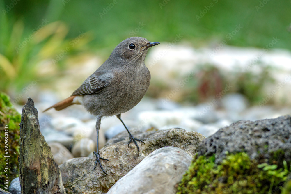 Hausrotschwanz (Phoenicurus ochruros) Hausrotschwanz (Phoenicurus ochruros)