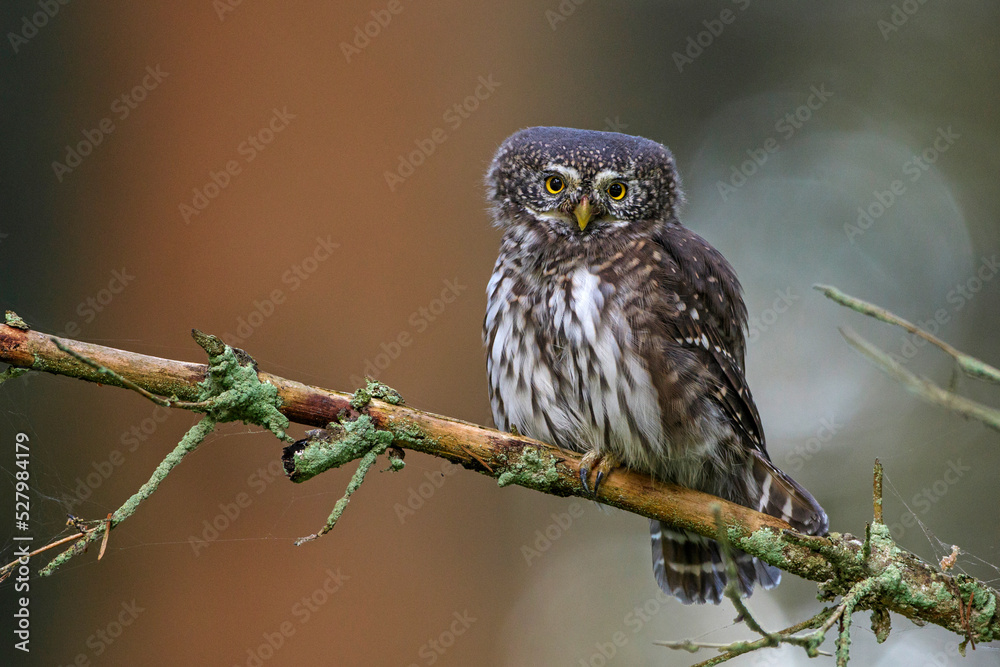 Sperlingskauz (Glaucidium passerinum) Sperlingskauz (Glaucidium passerinum)