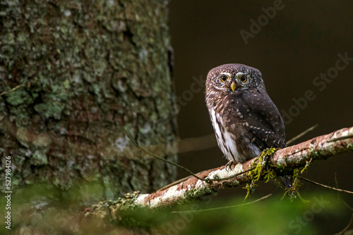 Sperlingskauz (Glaucidium passerinum)