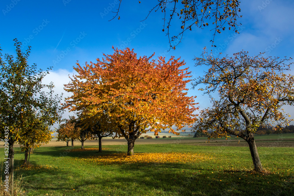 Naklejka premium Kirschbaum im Herbst im Albvorland, Schwäbische Alb, Bissingen