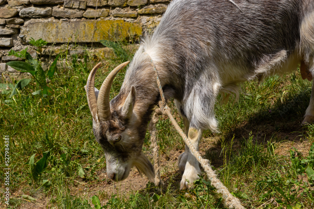 A cute feeding goat in gray and orange color grazing in the meadow A cute feeding goat in gray and orange color grazing in the meadow