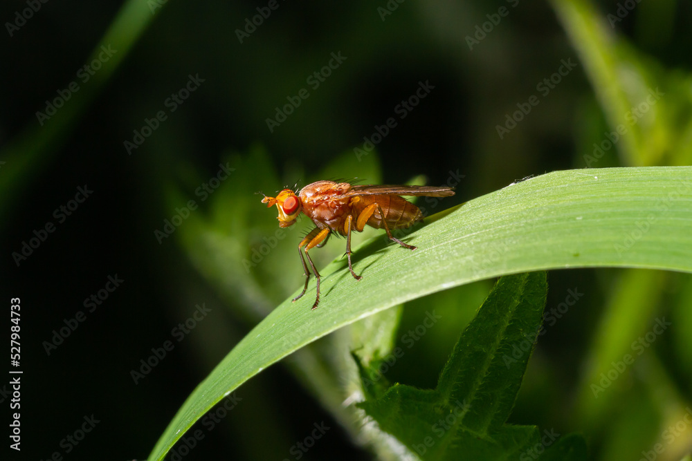 Closeup on the the yellow or golden dung fly, Scathophaga stercoraria sitting on a green leaf Closeup on the the yellow or golden dung fly, Scathophaga stercoraria sitting on a green leaf