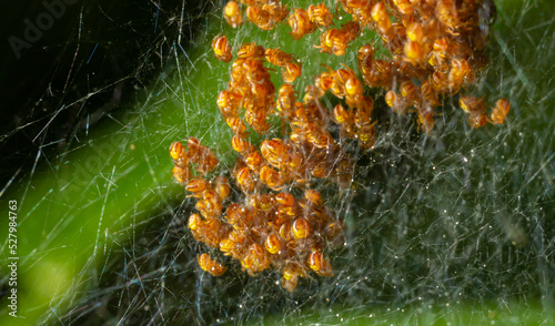 Baby orb weaver spiders, spiderlings, in nest, Yellow and black, macro photo