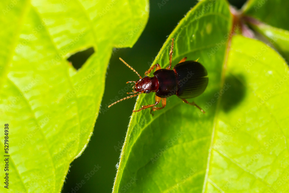 copper colored ground beetle on grass in a natural environment. summer, dream day copper colored ground beetle on grass in a natural environment. summer, dream day