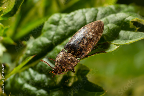 Agrypnus murinus is a click beetle a species of beetle from the family of Elateridae. It is commonly known as the lined click beetle. It larvae are important pest in soil of many crops photo