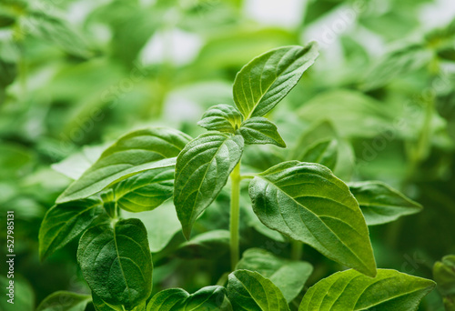 Young fresh basil leaves