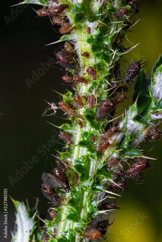 Red aphid, Uroleucon nigrotuberculatum, on plant stem at Belding Wildlife Management photo