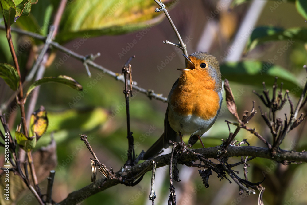 Rotkehlchen (Erithacus rubecula) Rotkehlchen (Erithacus rubecula)