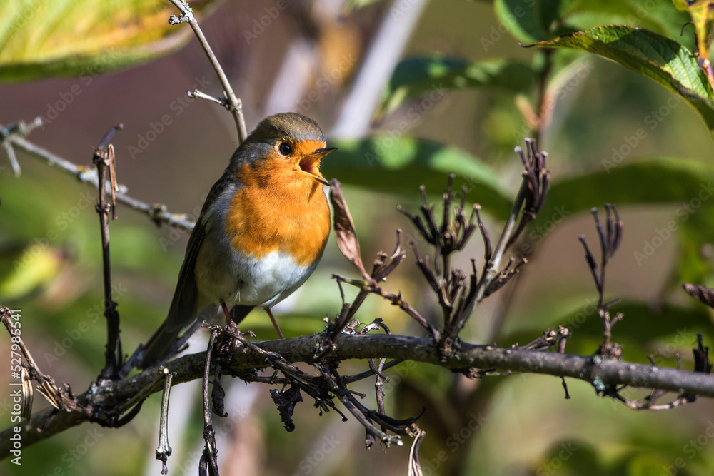 Rotkehlchen (Erithacus rubecula) Rotkehlchen (Erithacus rubecula)