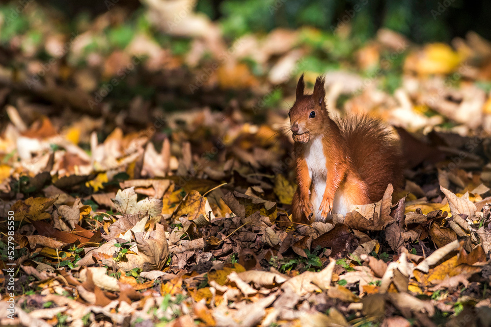 Eichhörnchen (Sciurus vulgaris), rote Morphe Eichhörnchen (Sciurus vulgaris), rote Morphe