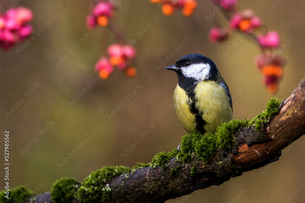 Obraz premium Kohlmeise (parus major)