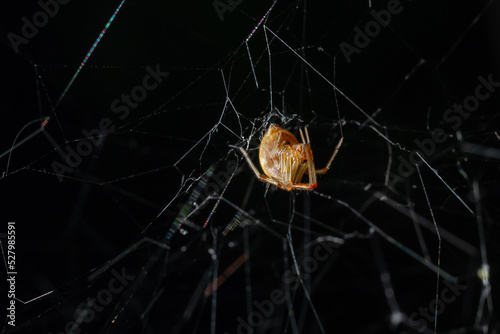 Fotobehang Triangulate Cobweb or Triangulate Comb-Foot spider Steatoda triangulosa