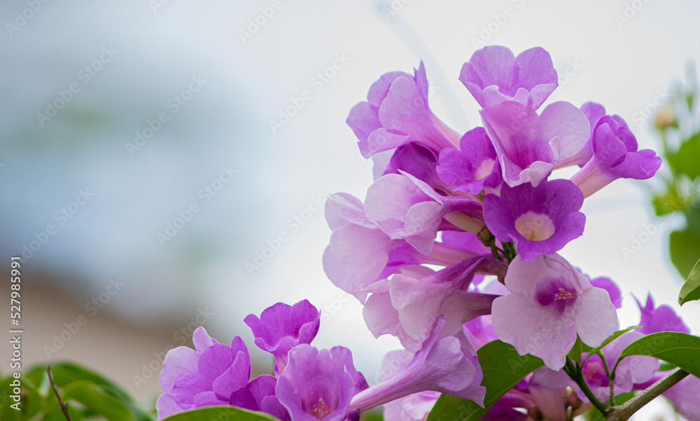 Obraz premium Flor