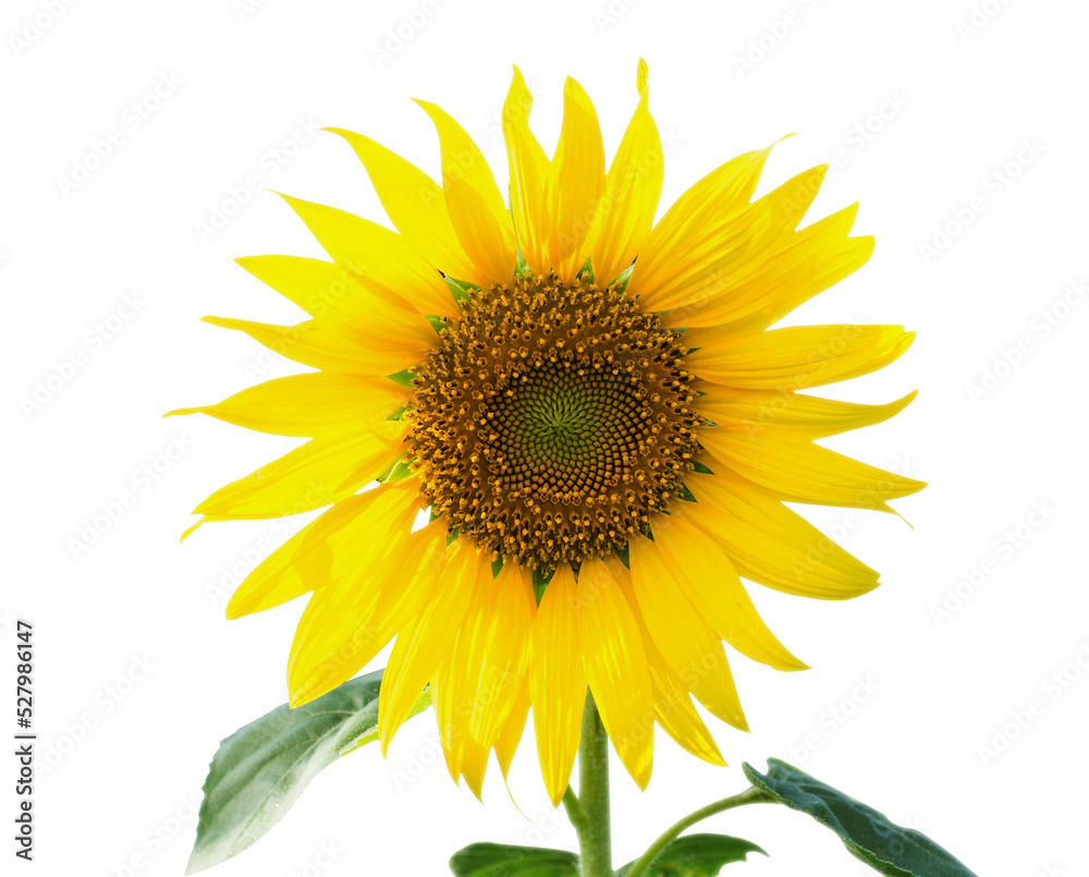 sunflower isolated on white background