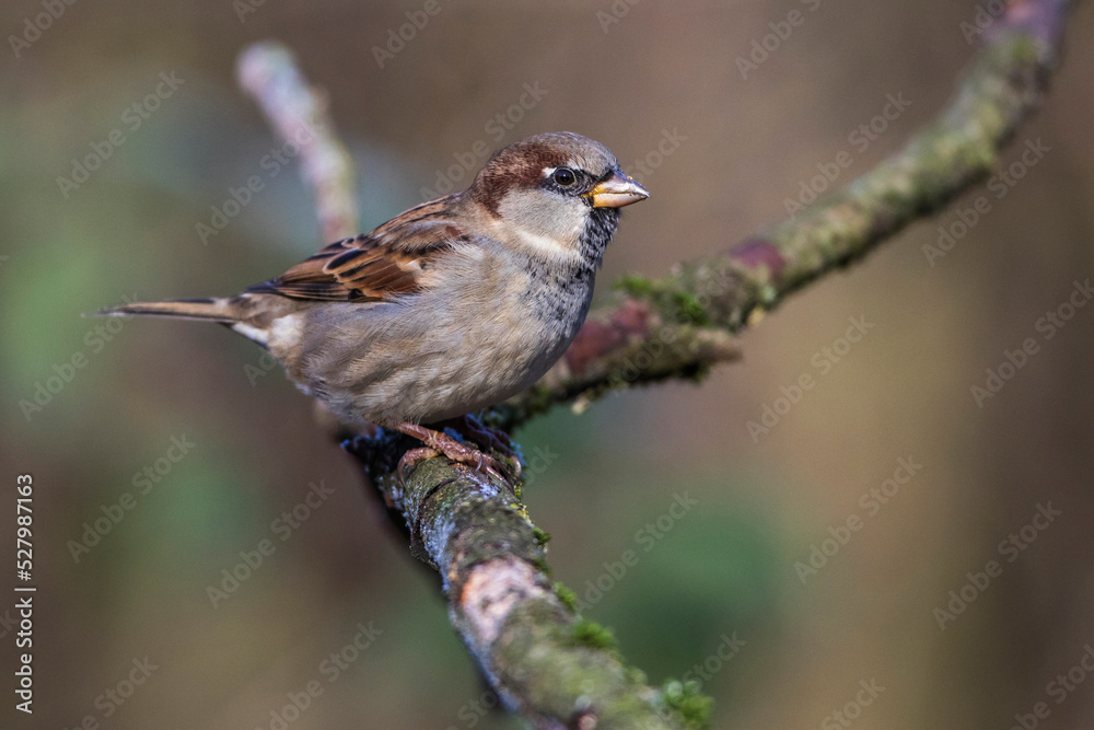 Fototapeta premium Haussperling (Passer domesticus) Männchen