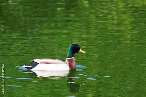 A duck floats on water with a green color.
