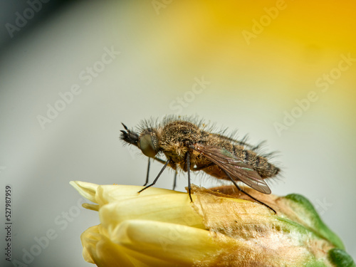 Bee fly on a flower. Genus Moscas género Conophorus.