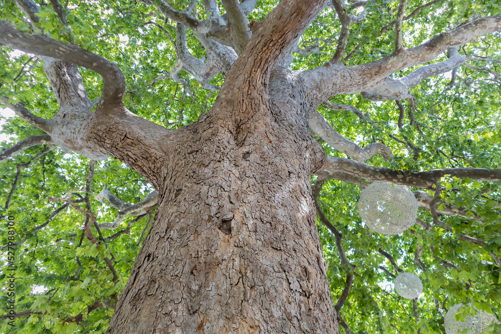 green crown of a sycamore tree view from below green crown of a sycamore tree view from below